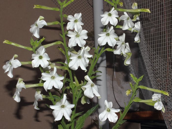 mp_nicotiana_ala_2016_02.jpg