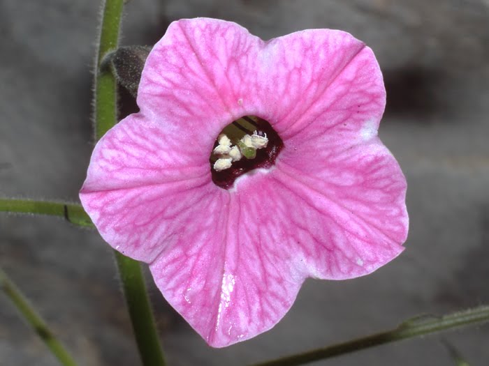 mp_nicotiana_mut_2016_01.jpg