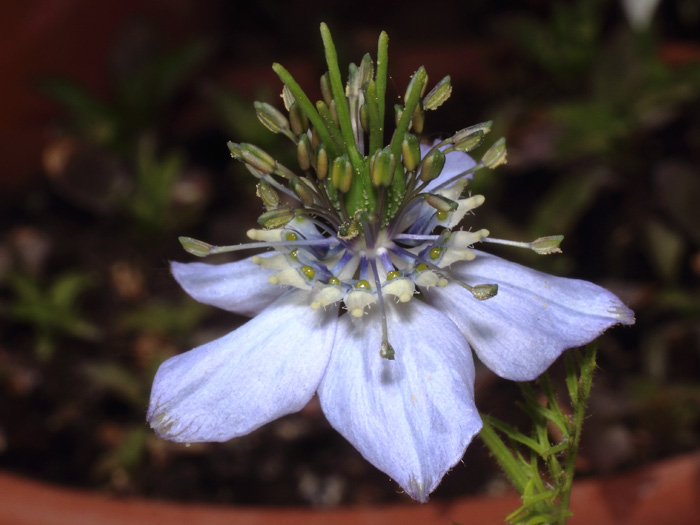 mp_nigella_sat_2017_01.jpg