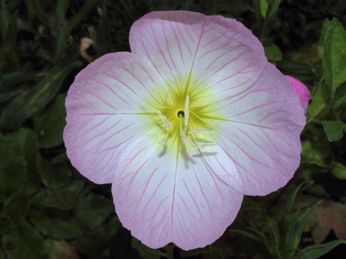 mp_oenothera_spe_2014_01.jpg