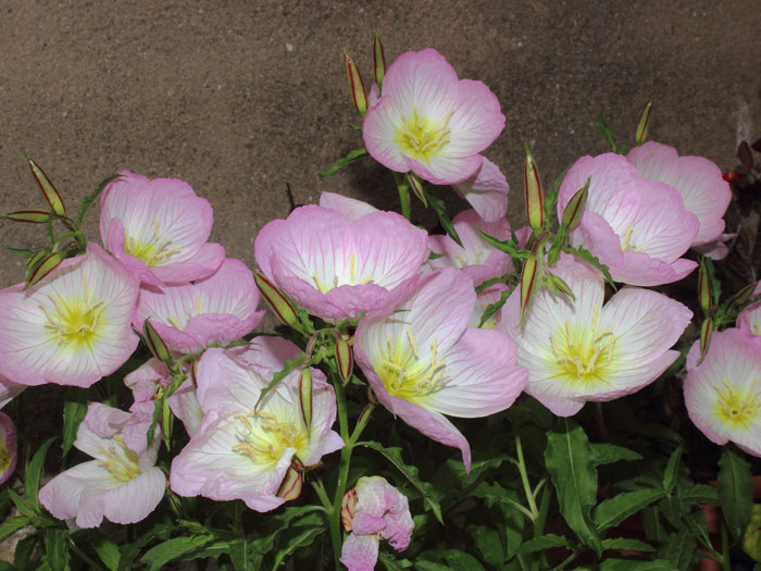 mp_oenothera_spe_2015_02.jpg