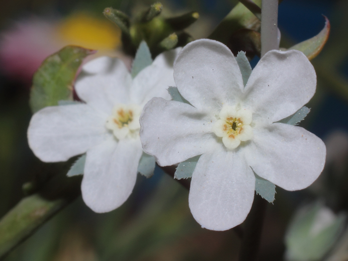 mp_omphalodes_lin_2016_01.jpg