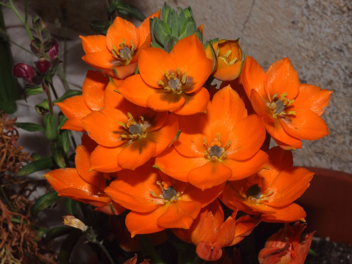 mp_ornithogalum_dub_2015_02.jpg