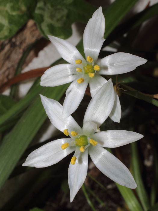 mp_ornithogalum_umb_2015_03.jpg