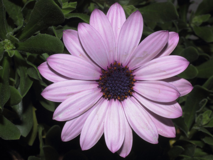 mp_osteospermum_2014_01.jpg