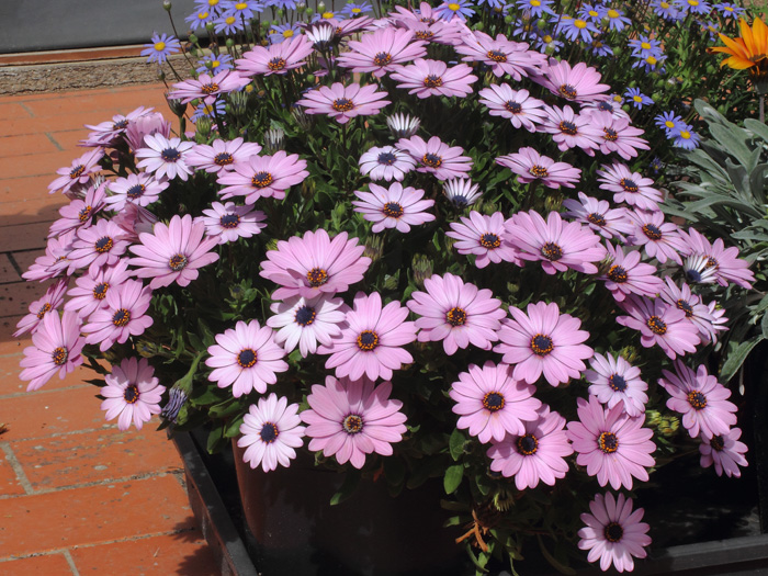 mp_osteospermum_2014_02.jpg