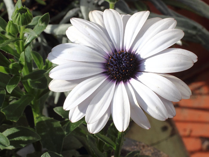 mp_osteospermum_2016_01.jpg