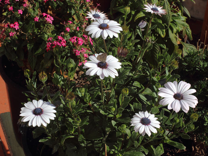 mp_osteospermum_2016_03.jpg