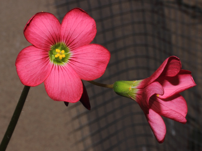 mp_ox_tet_2013_03.jpg