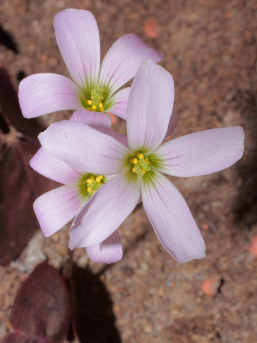 mp_ox_tri_2013_02.jpg