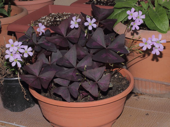 mp_ox_tri_2013_04.jpg