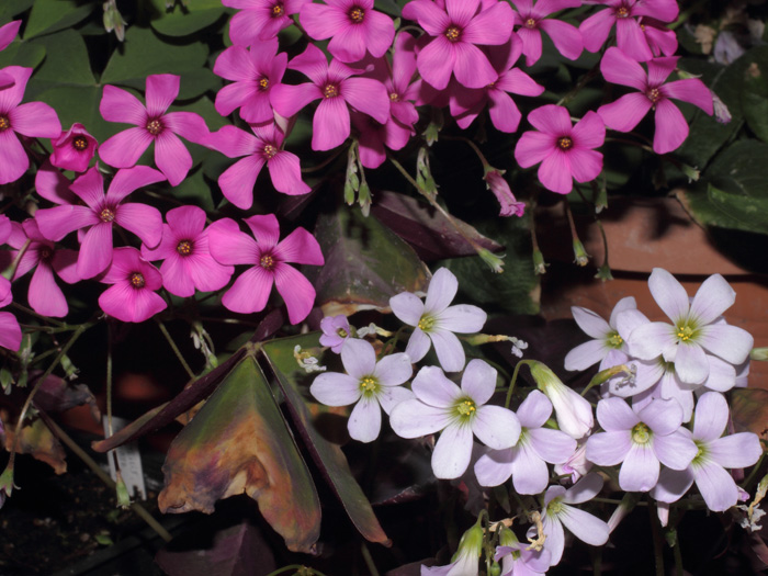 mp_oxalis_2014_01.jpg
