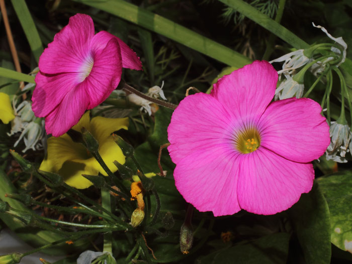 mp_oxalis_bow_2015_01.jpg