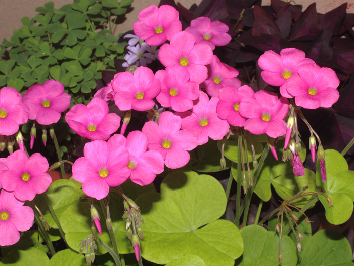 mp_oxalis_bow_2016_01.jpg