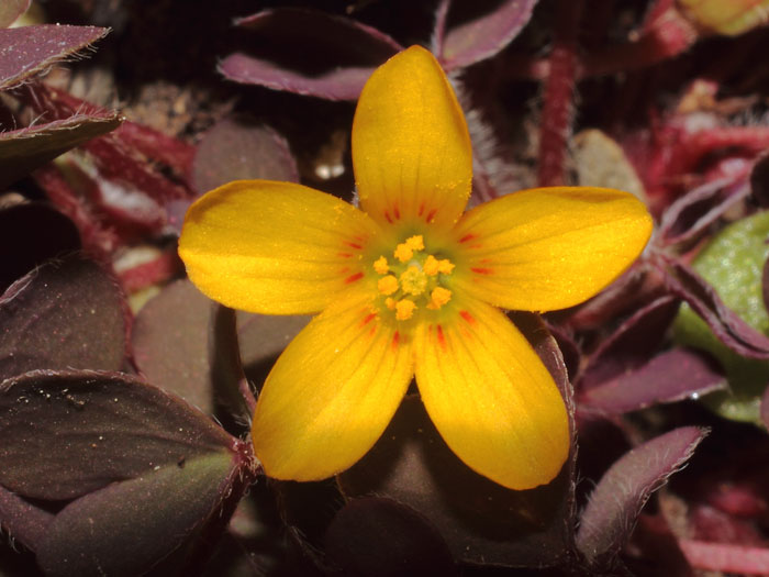 mp_oxalis_cor_2015_01.jpg