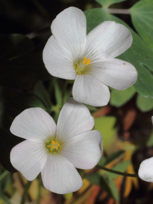 mp_oxalis_deb_2015_01.jpg