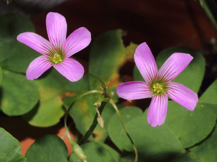 mp_oxalis_deb_2015_03.jpg
