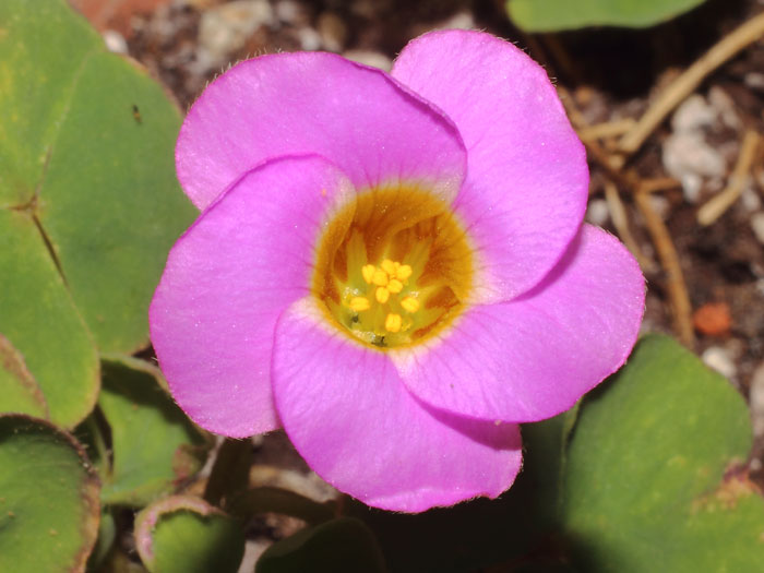 mp_oxalis_dep_2015_01.jpg