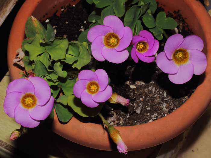 mp_oxalis_dep_2015_04.jpg