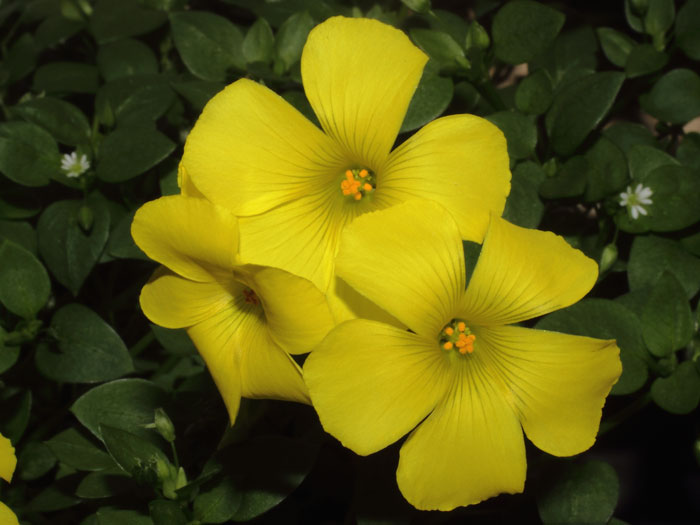 mp_oxalis_pes_2015_01.jpg