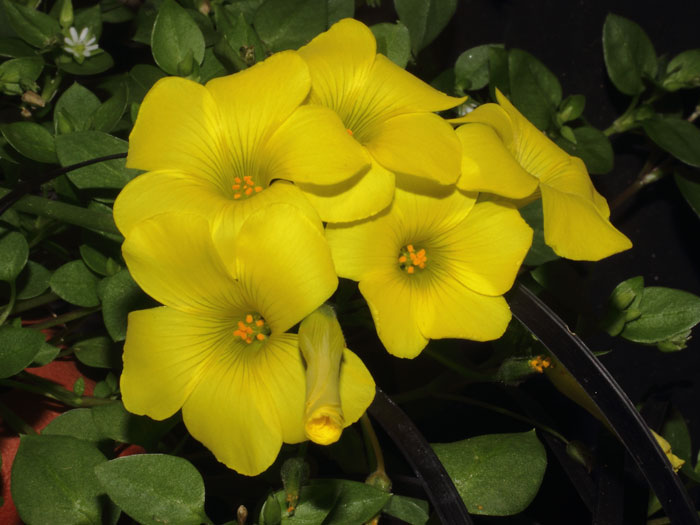 mp_oxalis_pes_2015_02.jpg