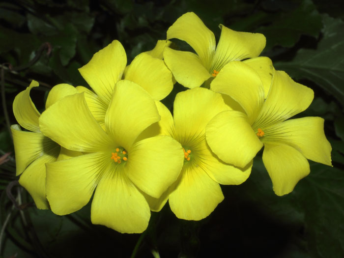 mp_oxalis_pes_2015_04.jpg