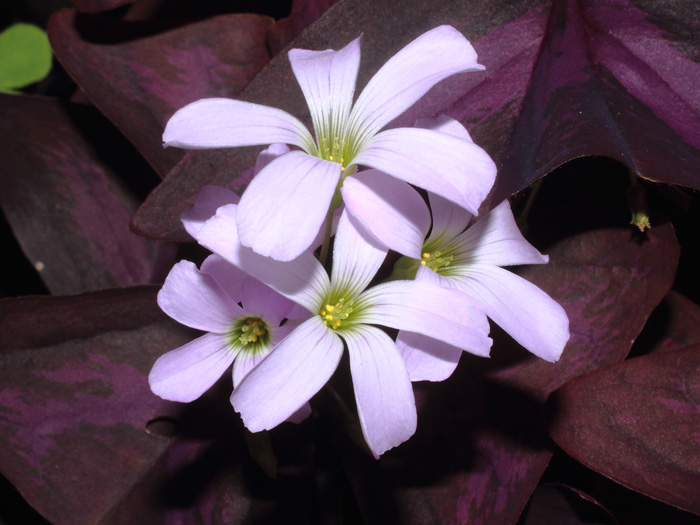mp_oxalis_tri_2016_02.jpg