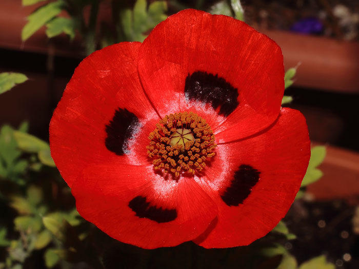 mp_papaver_com_2015_01.jpg