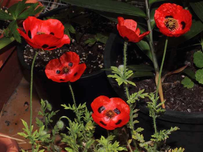 mp_papaver_com_2015_04.jpg
