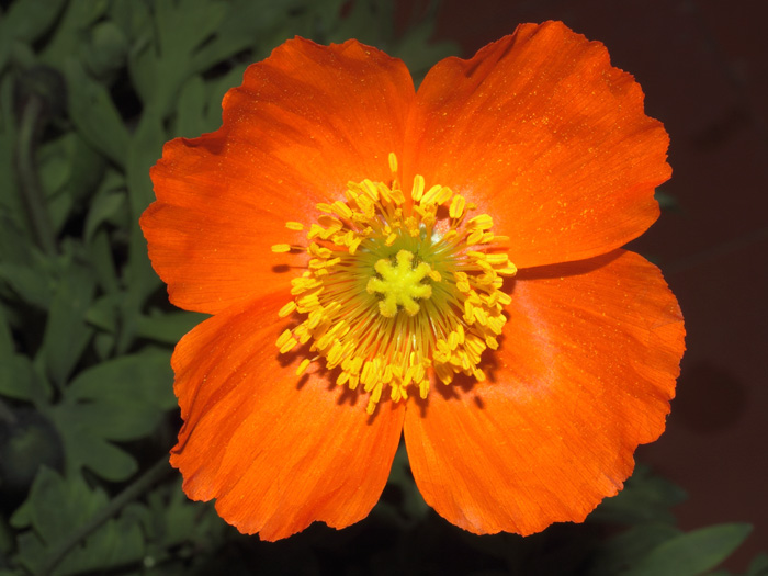 mp_papaver_nud_2014_01.jpg