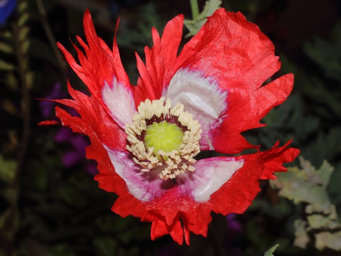 mp_papaver_som_2016_01.jpg