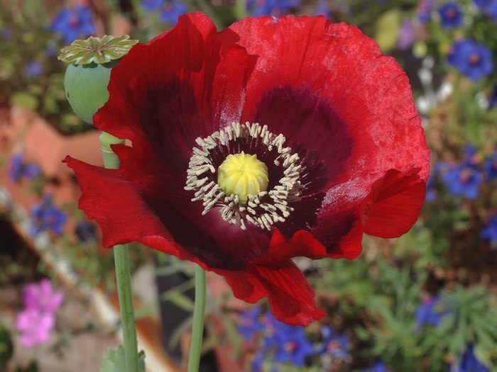 mp_papaver_som_2016_02.jpg