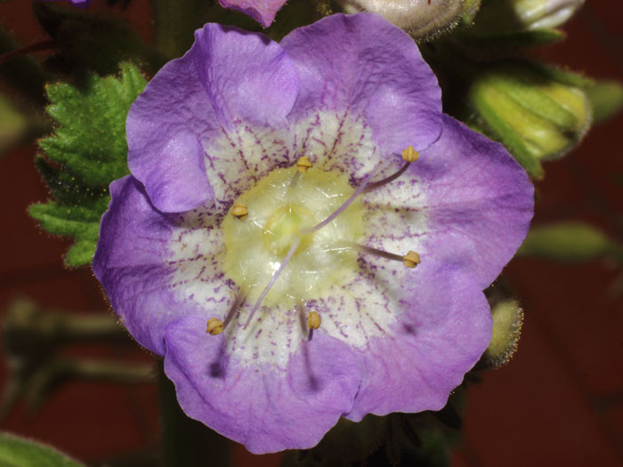 mp_phacelia_gra_2015_02.jpg