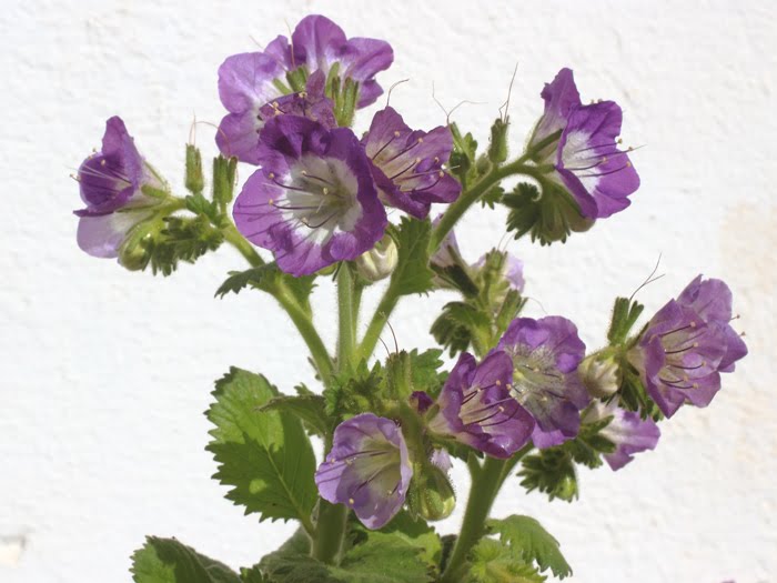 mp_phacelia_gra_2016_02.jpg
