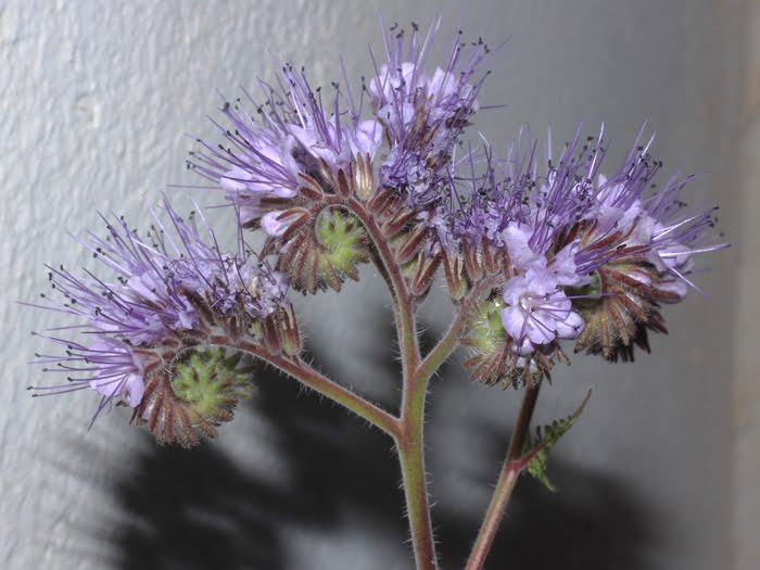 mp_phacelia_tan_2016_01.jpg