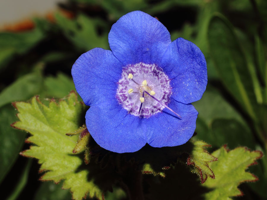 mp_phacelia_vis_2016_01.jpg