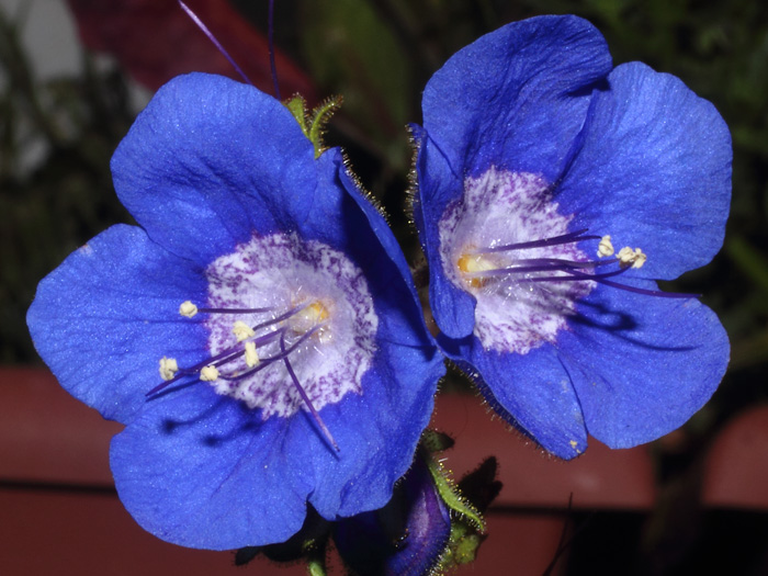 mp_phacelia_vis_2016_02.jpg