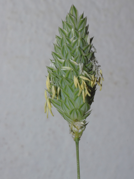 mp_phalaris_can_2016_01.jpg