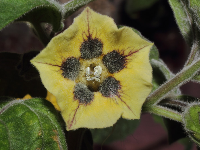 mp_physalis_2013_01.jpg