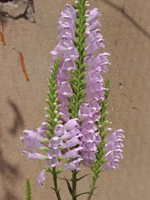 mp_physostegia_vir_2017_01.jpg