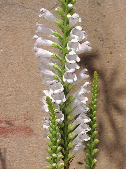 mp_physostegia_vir_2017_02.jpg