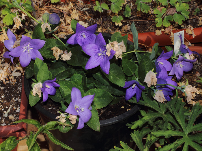 mp_platycodon_gra_2014_02.jpg