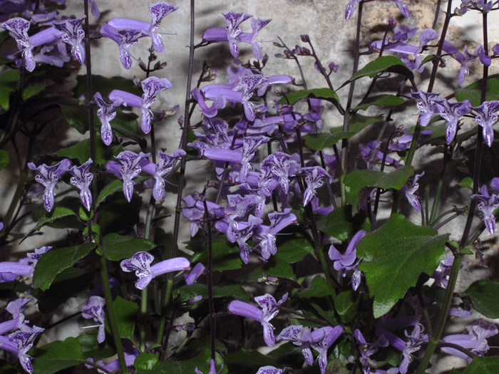 mp_plectranthus_mla_2016_01.jpg