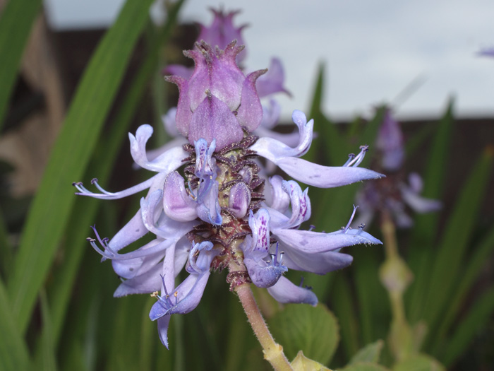 mp_plectranthus_neo_2018_01.jpg