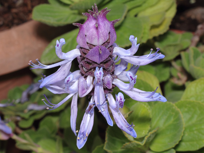 mp_plectranthus_neo_2018_02.jpg