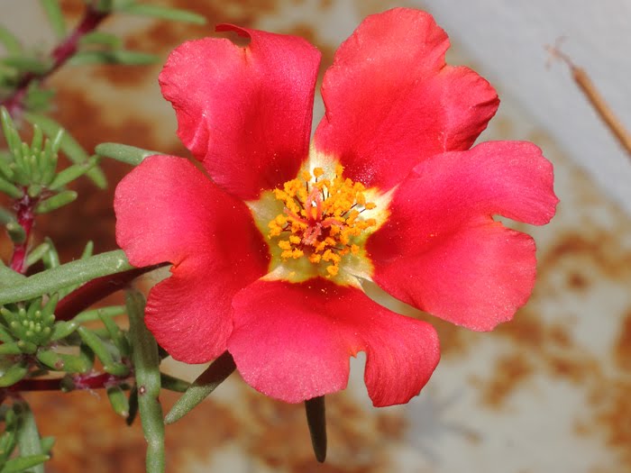 mp_portulaca_gra_2016_01.jpg