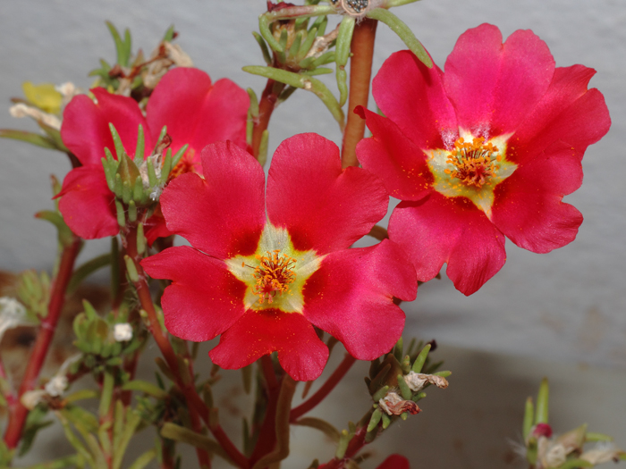 mp_portulaca_gra_2016_08.jpg