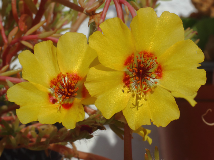 mp_portulaca_gra_2016_09.jpg