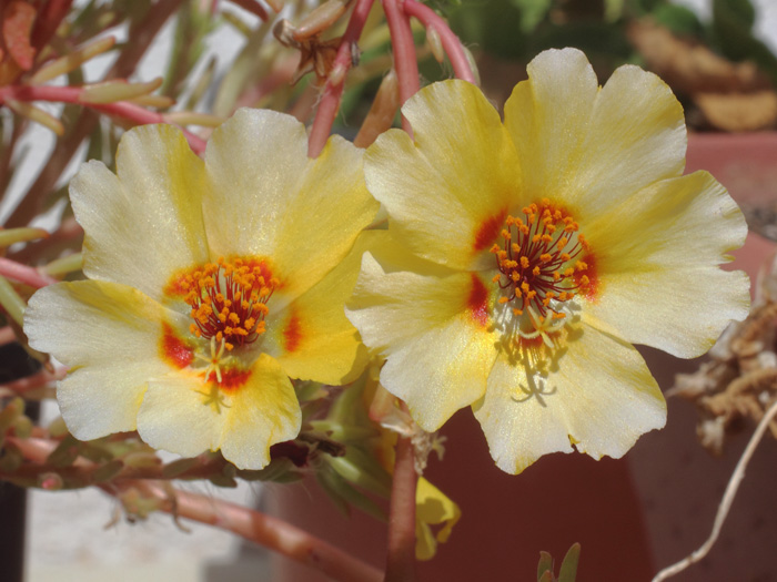 mp_portulaca_gra_2016_09b.jpg