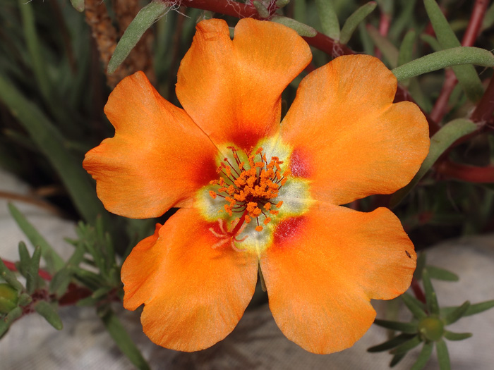 mp_portulaca_gra_2017_02.jpg